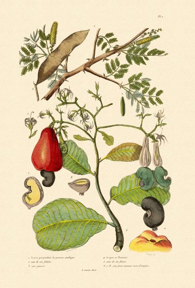 Senegalesischer Gummiarabikum von French School